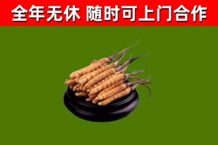 兴平市回收冬虫夏草